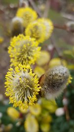 Close-up of yellow flower