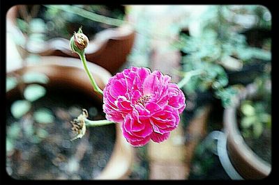 Close-up of pink rose