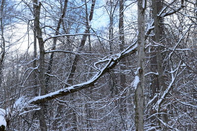 Bare trees in forest during winter