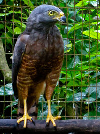 Close-up of a bird