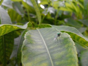 Close-up of insect on leaf