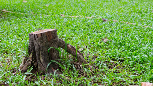 Close-up of wood on field