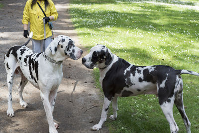 Two harlequin great dane dogs saying hi at a summer outdoor park.