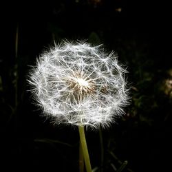 Close-up of dandelion flower