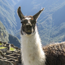 Alpaca at machu picchu