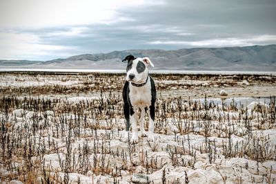 The puppy travels