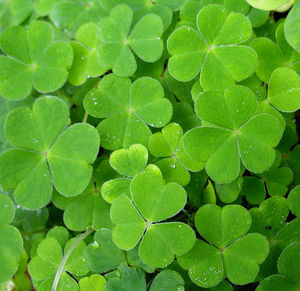 Full frame shot of clover leaves