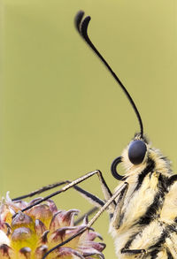 Close-up of insect on plant