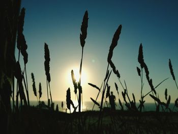 Plants growing on field at sunset