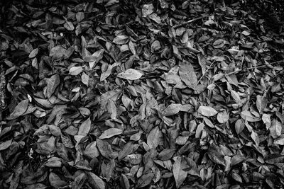 Full frame shot of tree