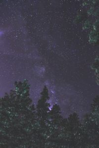 Low angle view of trees against sky at night