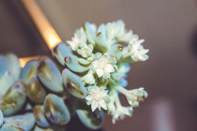 Close-up of flowers against blurred background