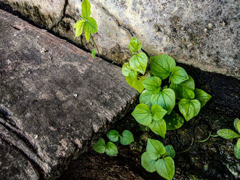 High angle view of plants growing on rock