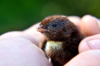 Close-up of a hand holding a bird