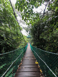 View of footbridge in forest