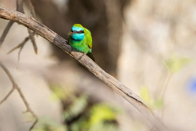 Close-up of parrot perching on tree