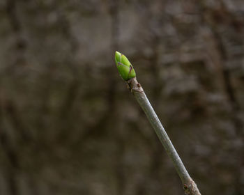 Close-up of green bud