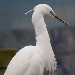 Close-up of white bird