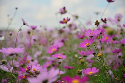 Close-up of pink cosmos flowers on field