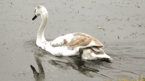 Close-up of swan swimming on lake