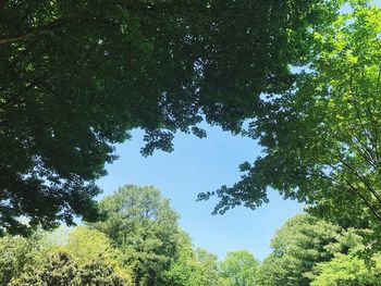 Low angle view of trees against sky