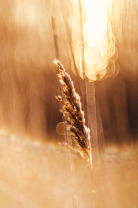 Close-up of wheat growing on field