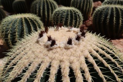 Full frame shot of cactus plants