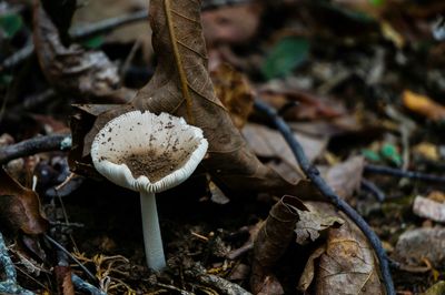 Close-up of mushroom growing outdoors