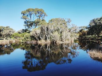 Reflection of trees in lake against blue sky