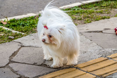 Dog looking away while standing on footpath