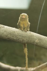 Close-up of monkey sitting outdoors