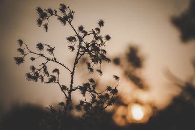 Low angle view of silhouette tree against sky at sunset