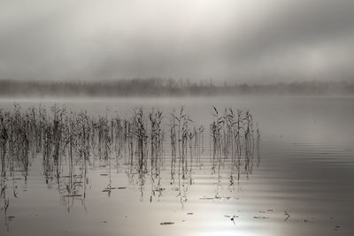 Flock of birds in lake against sky