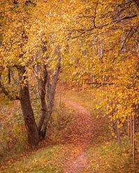 View of autumn trees in forest