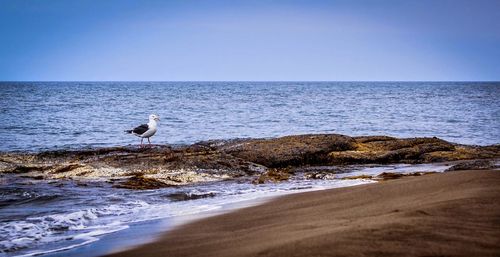 High angle view of seagulls on beach against clear sky