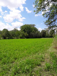 Scenic view of grassy field against sky