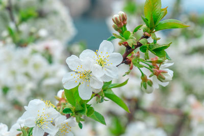 Close-up of white flowering plant