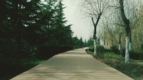 Wooden boardwalk amidst trees