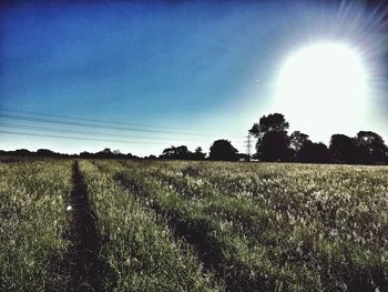 Scenic view of field against clear sky