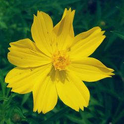 Macro shot of yellow flower