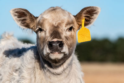 Close up of a white commercial beef calf face with a yellow ear tag.