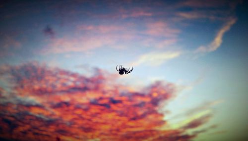 Close-up of insect against sky during sunset