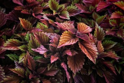 Full frame shot of flowering plants