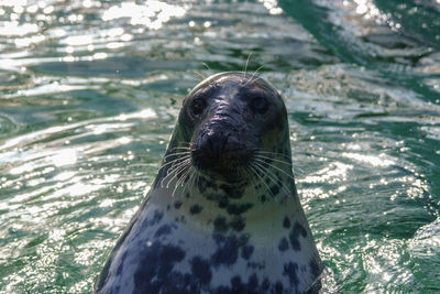 Seal looking out from the water