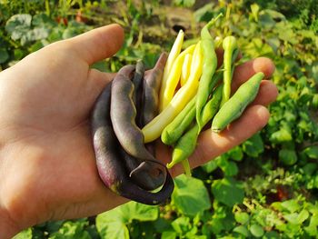 Close-up of hand holding vegetables