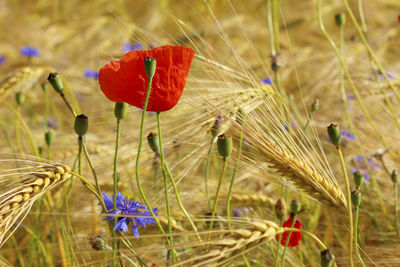 Close-up of poppy on field