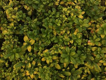 Full frame shot of green leaves