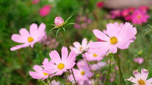 Close-up of pink flowering plants on field