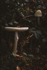 Close-up of mushroom growing on field