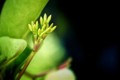 Close-up of plant